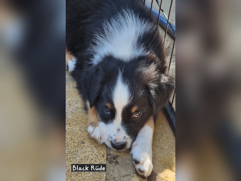 Australian Shepherd Welpen bald abgabebereit!