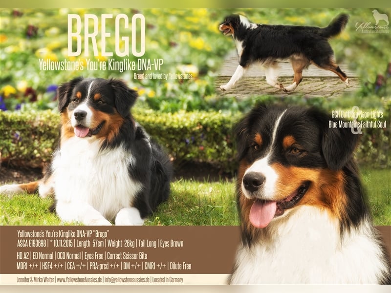 Australian Shepherd Deckrüde Black Tri "Brego" www.YellowstoneAussies.de