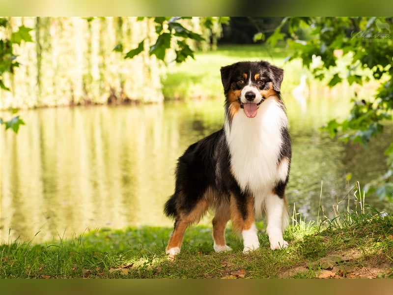 Australian Shepherd Deckrüde Black Tri mit ASCA Papieren USA Linie "Chase"
