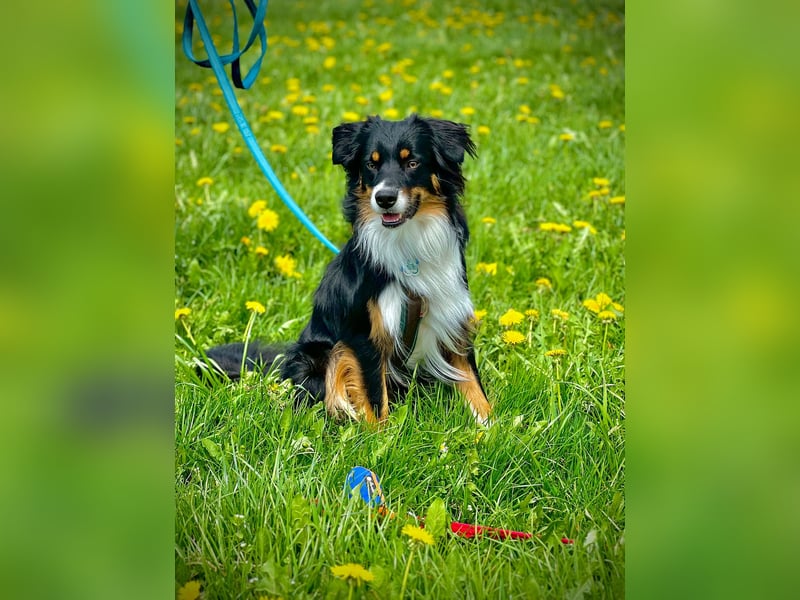 Australian Shepherd Deckrüde, Black Tri