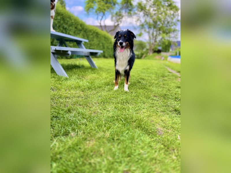 Australian Shepherd Deckrüde, Black Tri
