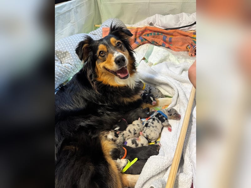 Wie erwarten Ende Mai reinrassige Australian Shepherd Welpen