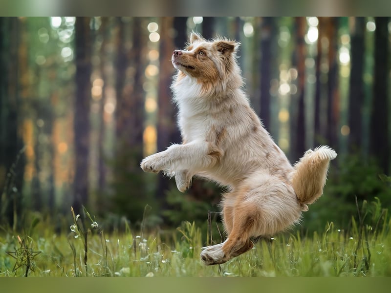 Wie erwarten Ende Mai reinrassige Australian Shepherd Welpen