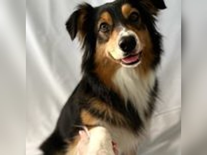 Wie erwarten Ende Mai reinrassige Australian Shepherd Welpen