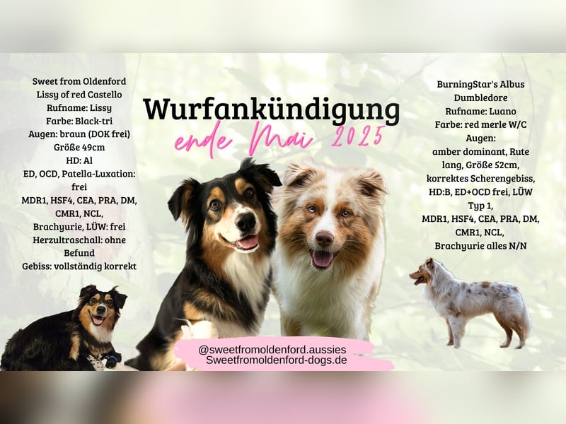 Wie erwarten Ende Mai reinrassige Australian Shepherd Welpen