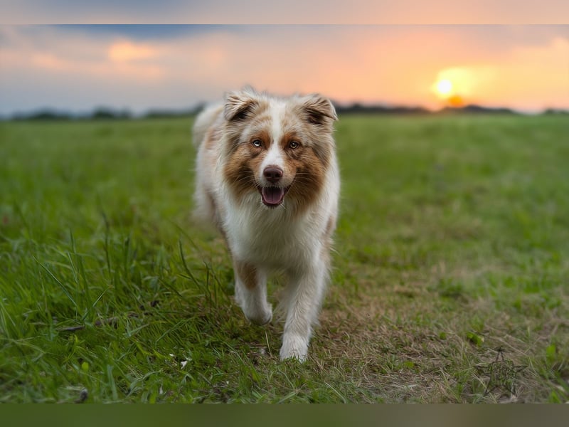 Wie erwarten Ende Mai reinrassige Australian Shepherd Welpen