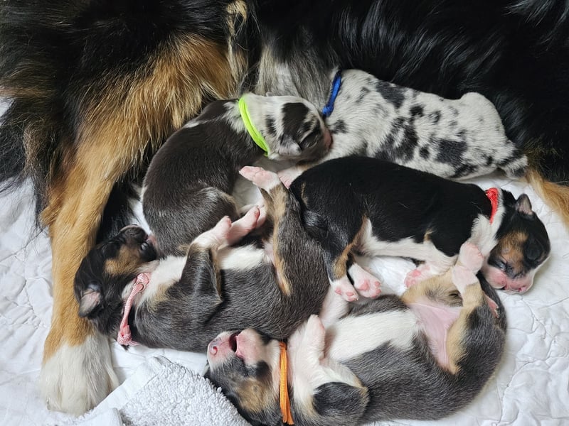 Wie erwarten Ende Mai reinrassige Australian Shepherd Welpen