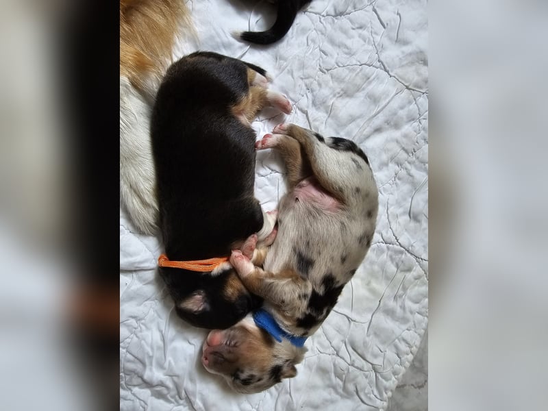Wie erwarten Ende Mai reinrassige Australian Shepherd Welpen
