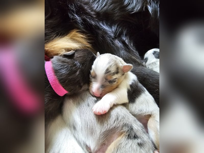Wie erwarten Ende Mai reinrassige Australian Shepherd Welpen