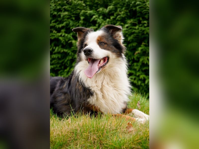Australian Shepherd Rüde