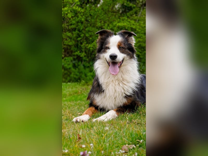 Australian Shepherd Rüde