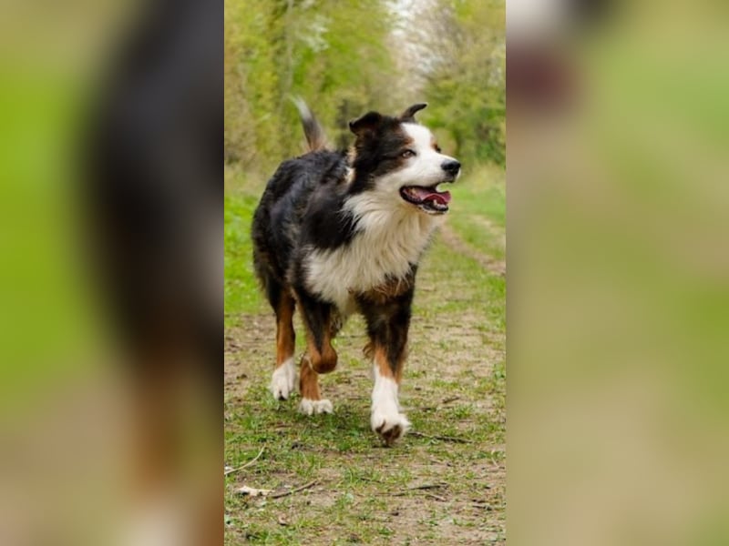 Australian Shepherd Rüde