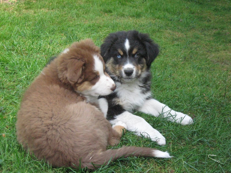 Hübscher reinrassiger Australian Shepherd Welpe