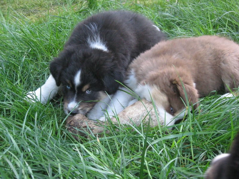 Hübscher reinrassiger Australian Shepherd Welpe