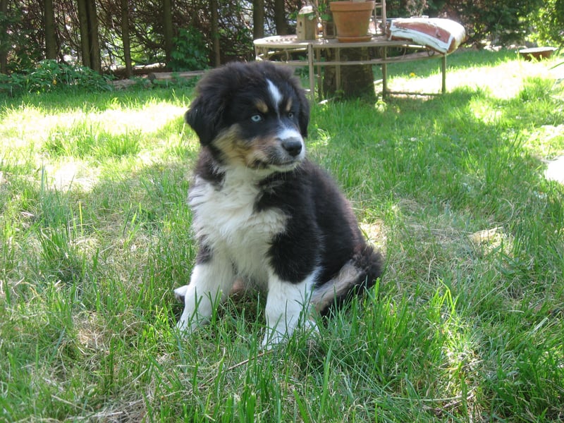 Hübscher reinrassiger Australian Shepherd Welpe