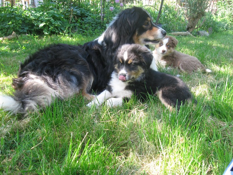 Hübscher reinrassiger Australian Shepherd Welpe