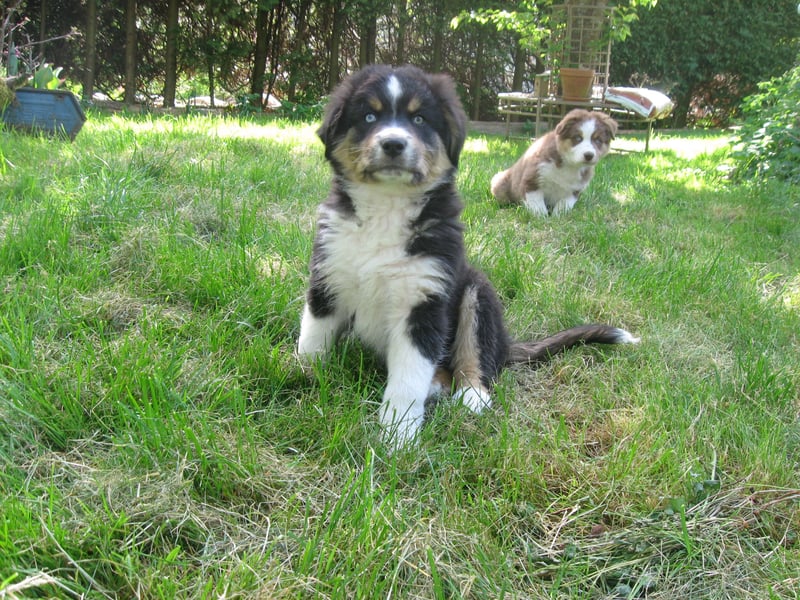 Hübscher reinrassiger Australian Shepherd Welpe