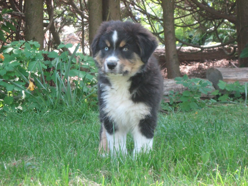 Hübscher reinrassiger Australian Shepherd Welpe