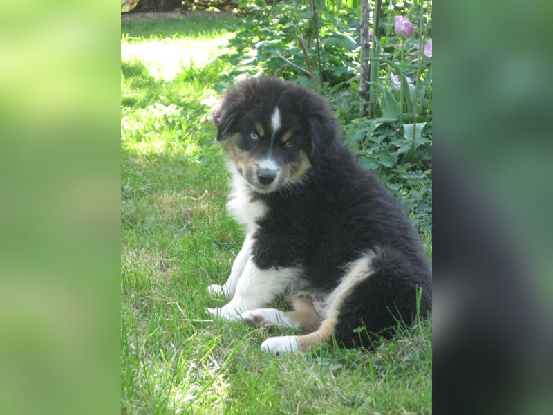 Hübscher reinrassiger Australian Shepherd Welpe