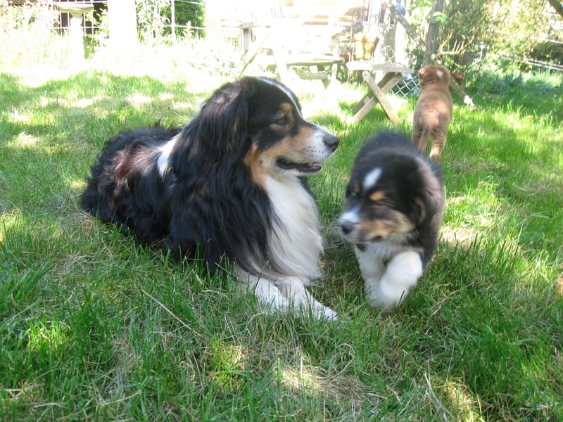 Hübscher reinrassiger Australian Shepherd Welpe