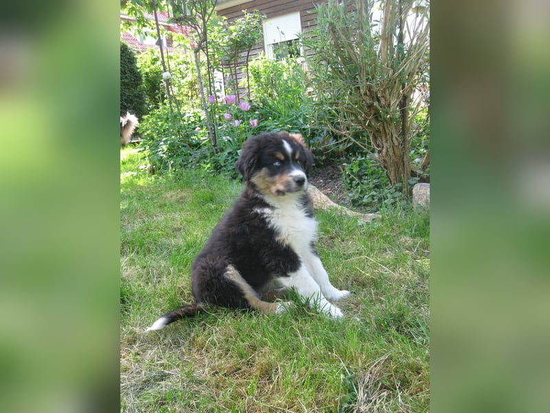 Hübscher reinrassiger Australian Shepherd Welpe