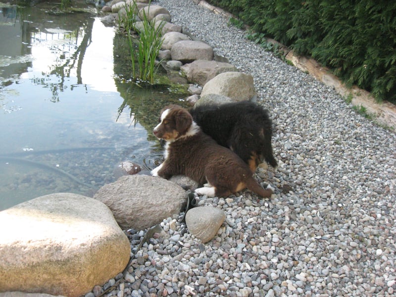 Hübscher reinrassiger Australian Shepherd Welpe