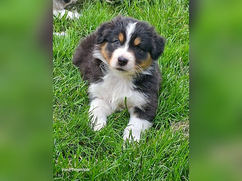 Australian Shepherd Welpen