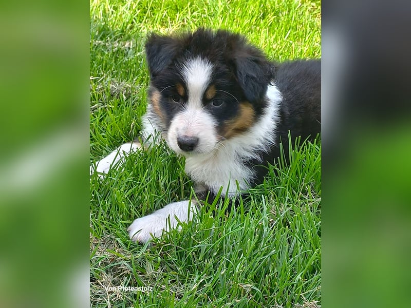 Australian Shepherd Welpen