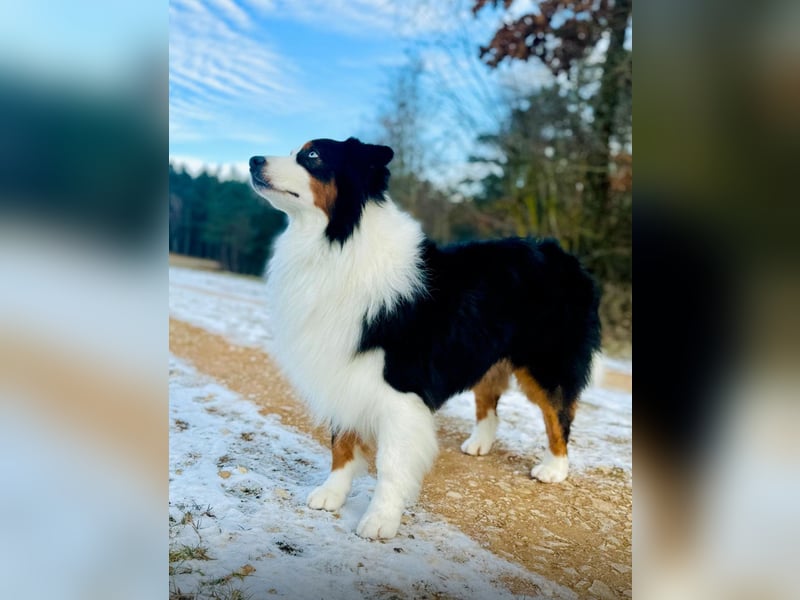 Australian Shepherd Deckrüde ASCA(Kein Verkauf)