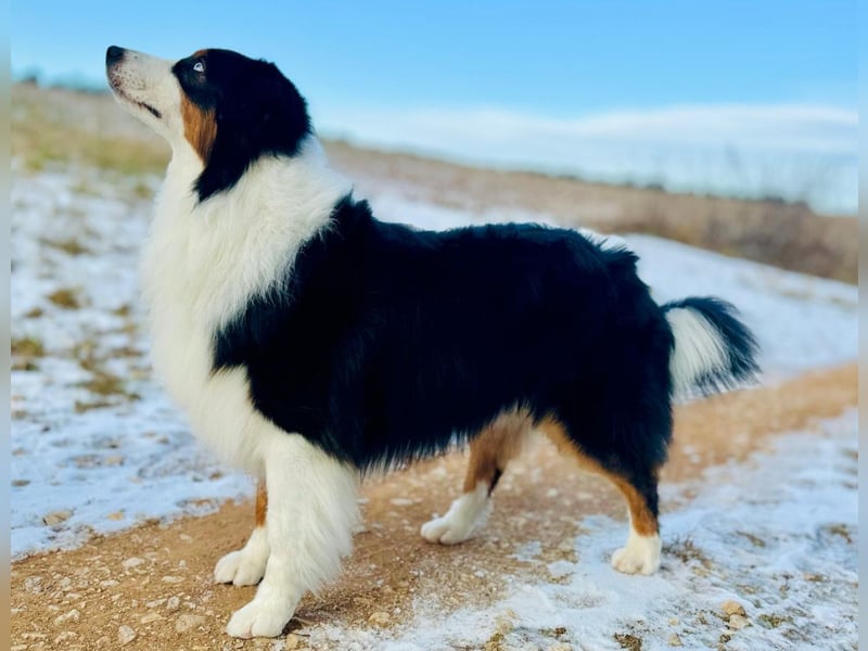 Australian Shepherd Deckrüde ASCA(Kein Verkauf)