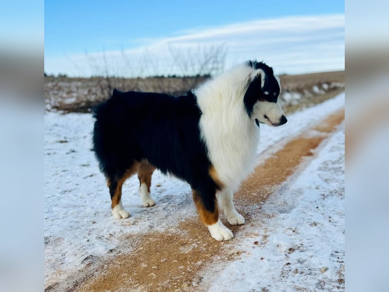 Australian Shepherd Deckrüde ASCA(Kein Verkauf)