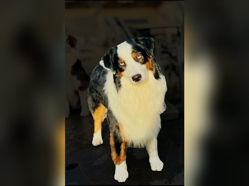 Australian Shepherd Deckrüde ASCA(Kein Verkauf)