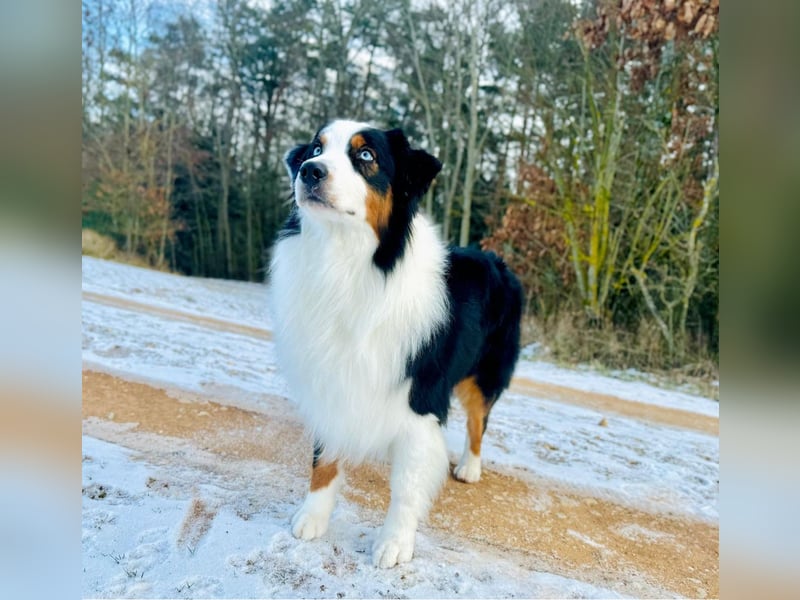 Australian Shepherd Deckrüde ASCA(Kein Verkauf)
