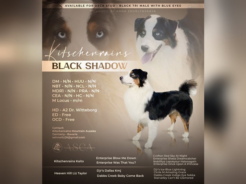 Australian Shepherd Deckrüde ASCA(Kein Verkauf)