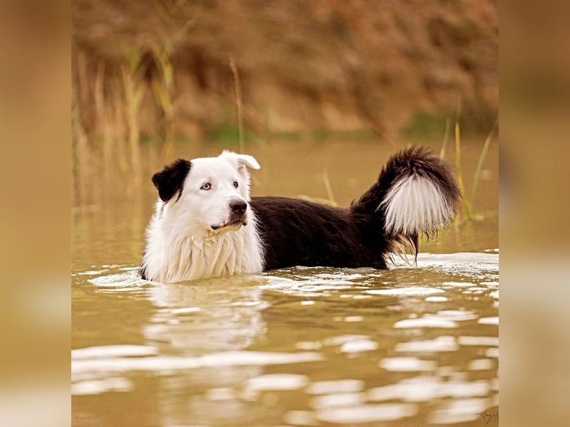 Australian Shepherd Deckrüde Black Tri und Blue Merle