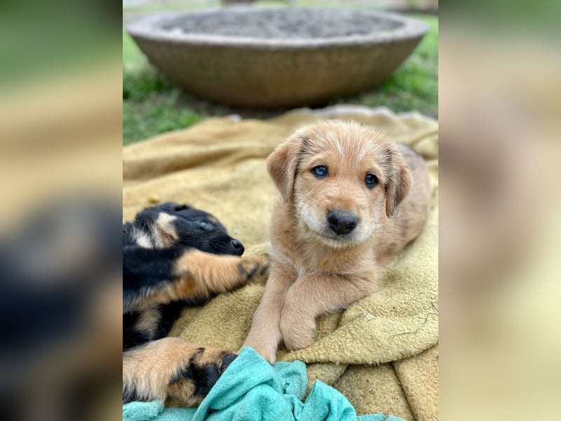 Australian Shepherd Deckrüde Black Tri und Blue Merle
