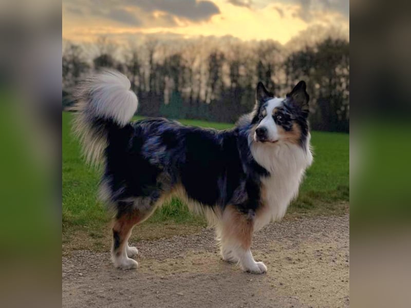 Australian Shepherd Deckrüde Black Tri und Blue Merle