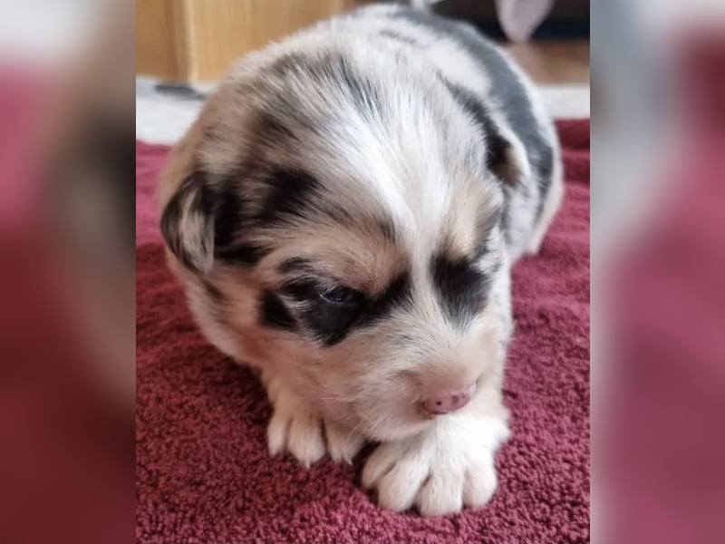Australian Shepherd Deckrüde Black Tri und Blue Merle