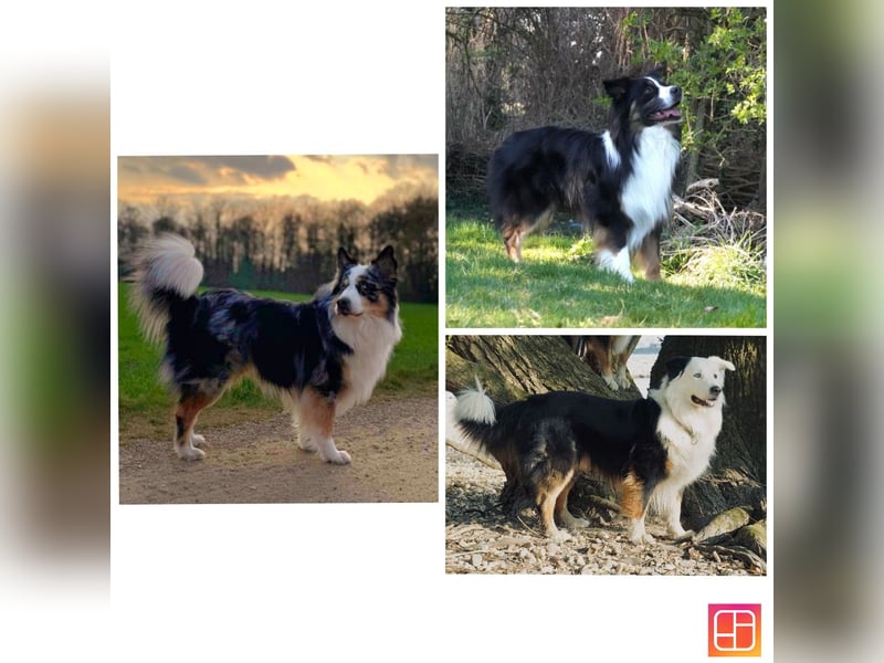 Australian Shepherd Deckrüde Black Tri und Blue Merle