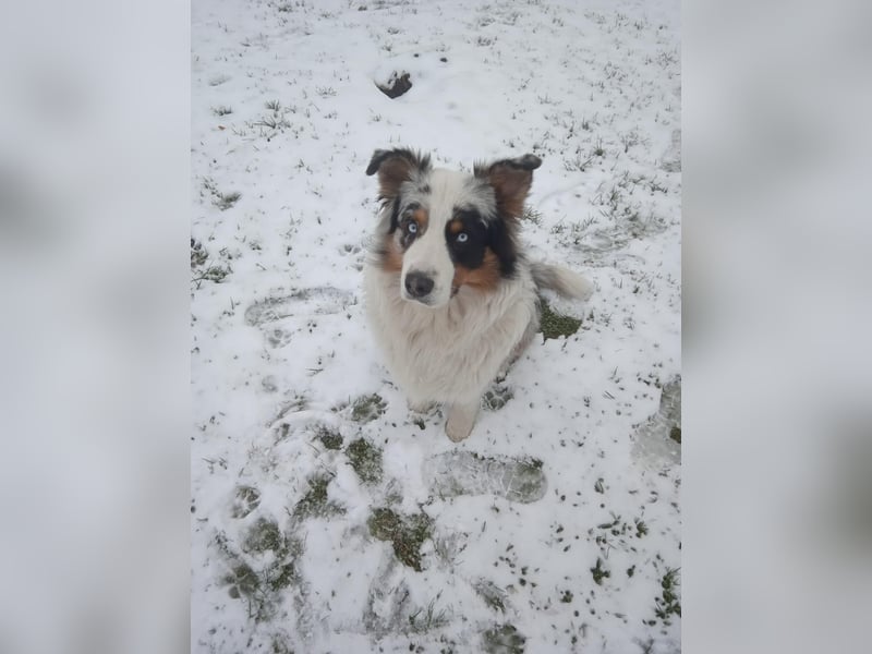 Australian Shepherd Deckrüde Black Tri und Blue Merle