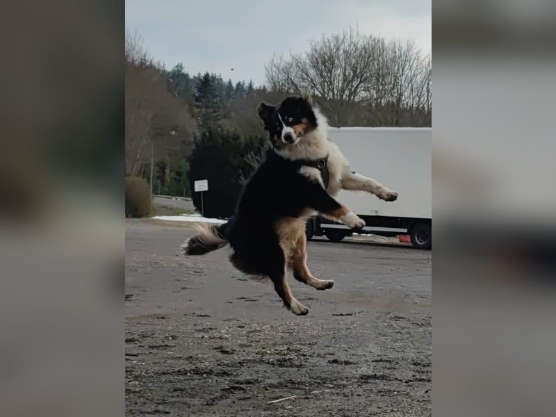 Australian Shepherd Deckrüde Black Tri und Blue Merle