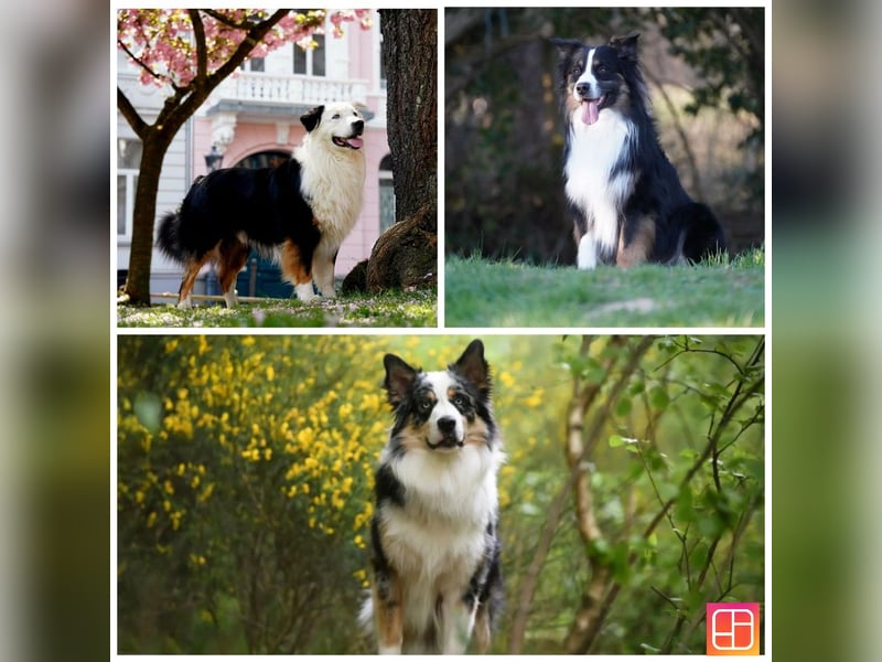 Australian Shepherd Deckrüde Black Tri und Blue Merle