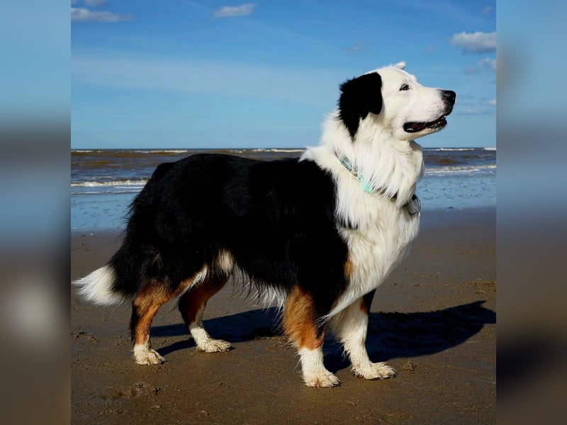 Australian Shepherd Deckrüde Black Tri und Blue Merle