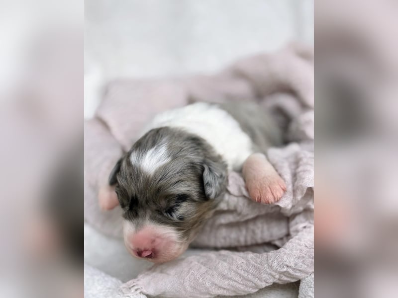 Australian Shepherd Deckrüde Black Tri und Blue Merle
