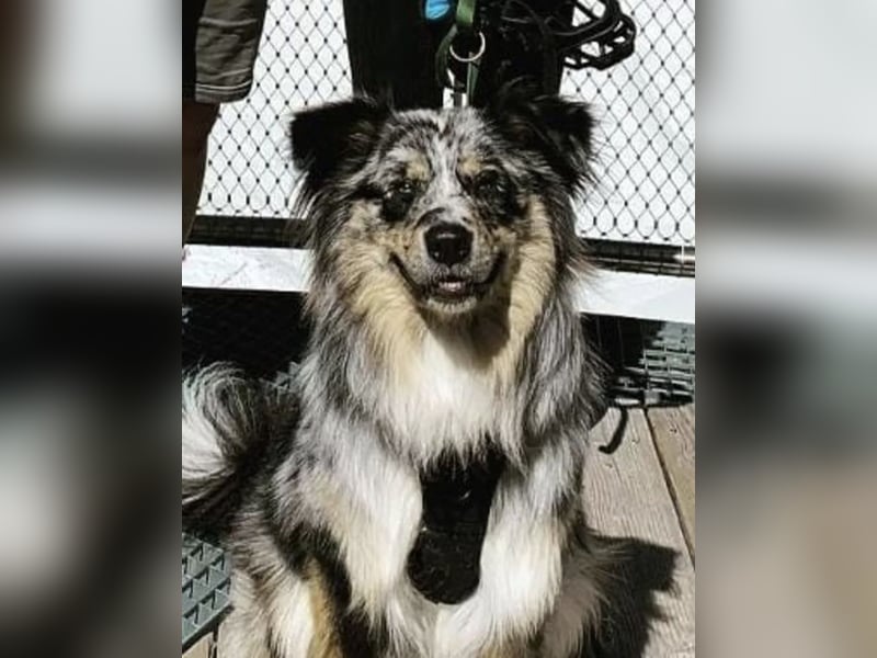 Australian Shepherd Deckrüde Black Tri und Blue Merle