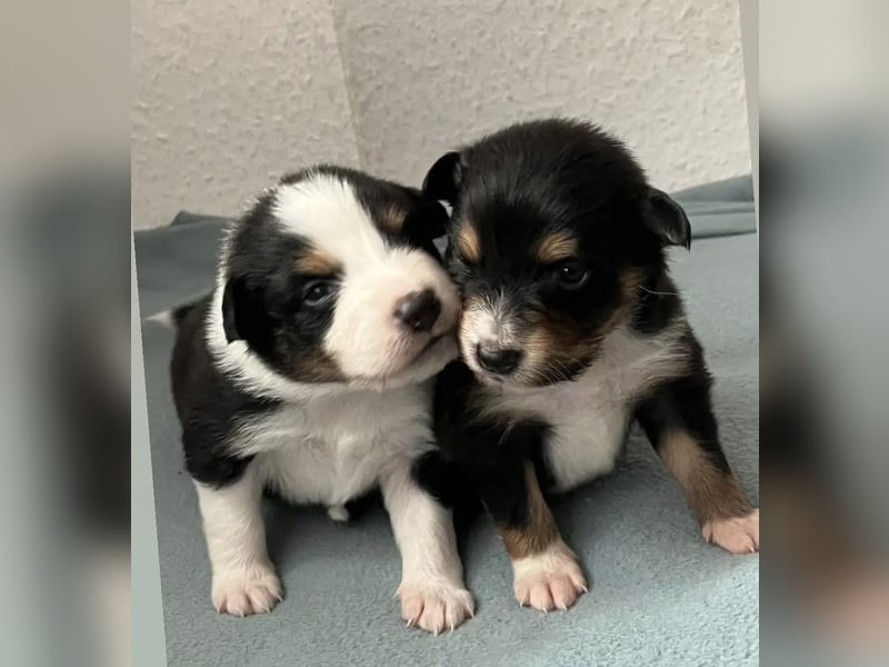 Australian Shepherd Deckrüde Black Tri und Blue Merle