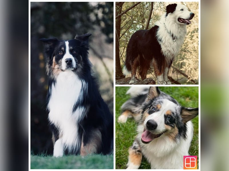 Australian Shepherd Deckrüde Black Tri und Blue Merle