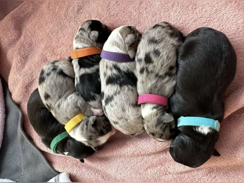 Australian Shepherd Deckrüde Black Tri und Blue Merle