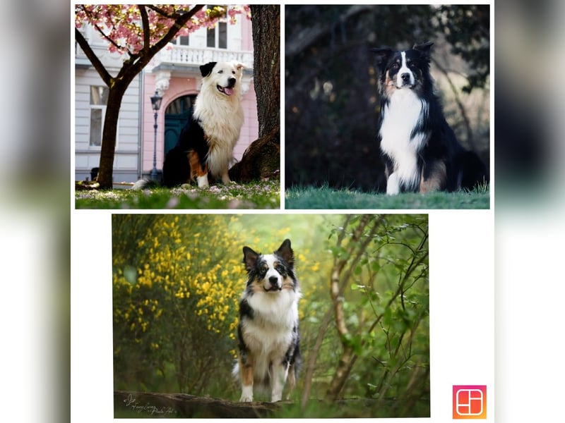 Australian Shepherd Deckrüde Black Tri und Blue Merle
