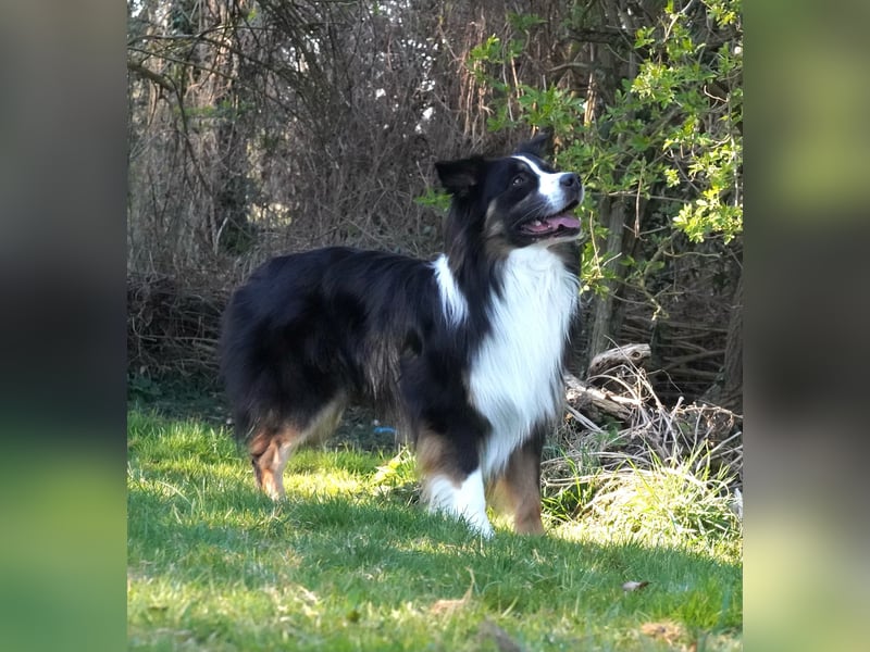 Australian Shepherd Deckrüde Black Tri und Blue Merle